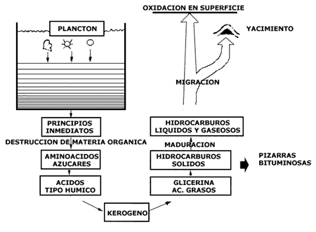 Ciclo de formación del petróleo