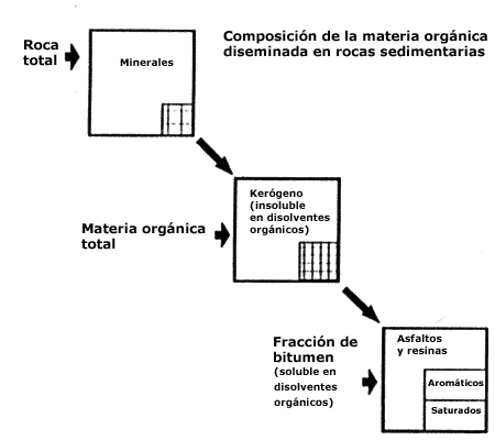 Distribución de la materia orgánica en rocas sedimentarias