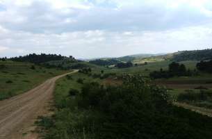 Polje