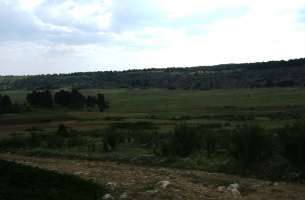 Polje