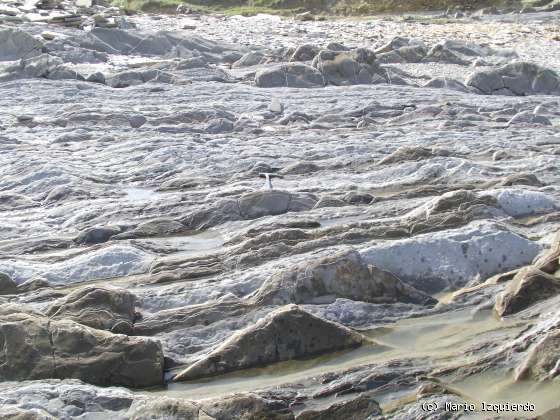 Flysch y Rasa mareal