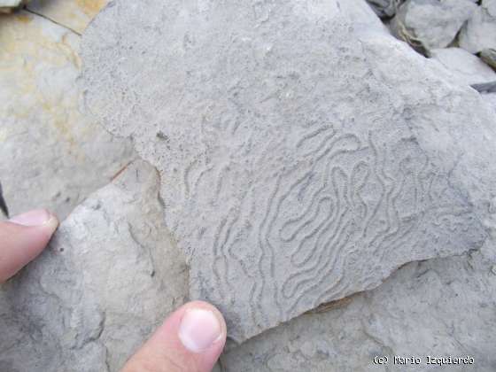 Flysch y Rasa mareal