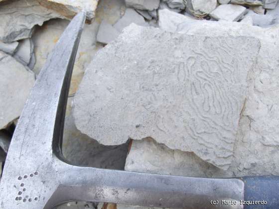 Flysch y Rasa mareal