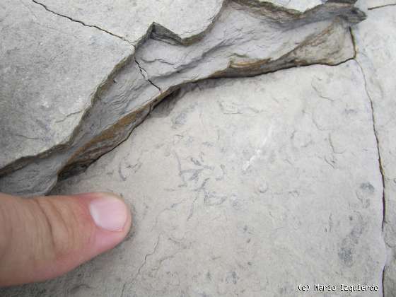 Flysch y Rasa mareal