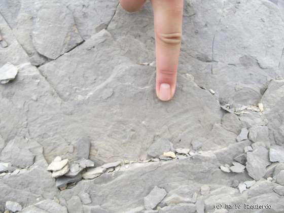 Flysch y Rasa mareal