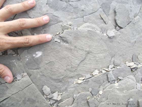 Flysch y Rasa mareal