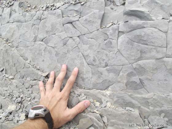 Flysch y Rasa mareal