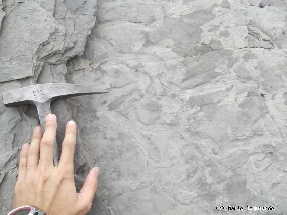 Flysch y Rasa mareal