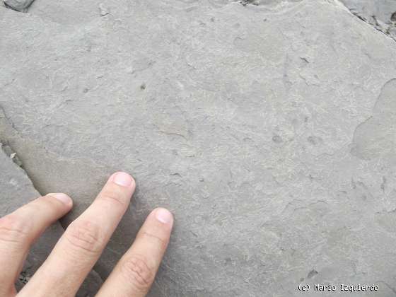 Flysch y Rasa mareal