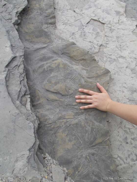 Flysch y Rasa mareal