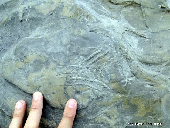 Flysch y Rasa mareal