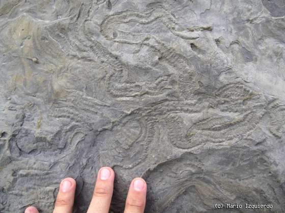 Flysch y Rasa mareal