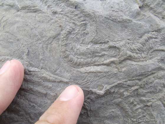 Flysch y Rasa mareal