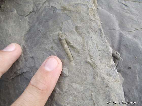 Flysch y Rasa mareal