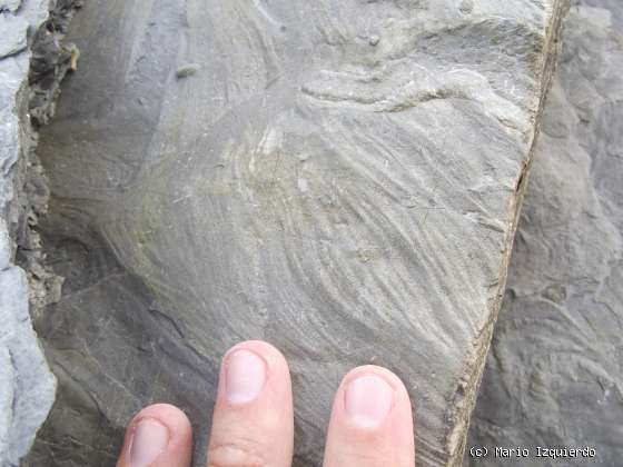 Flysch y Rasa mareal
