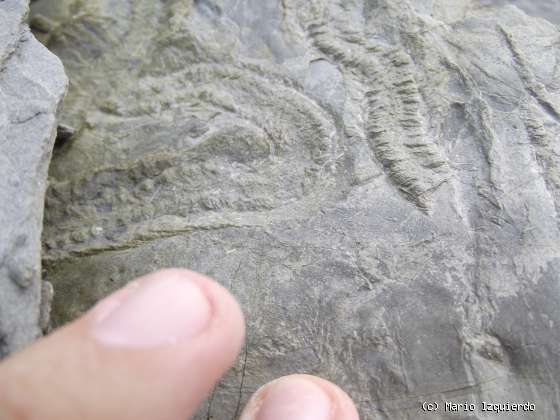 Flysch y Rasa mareal