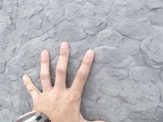 Flysch y Rasa mareal