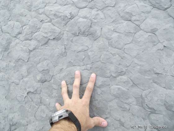 Flysch y Rasa mareal