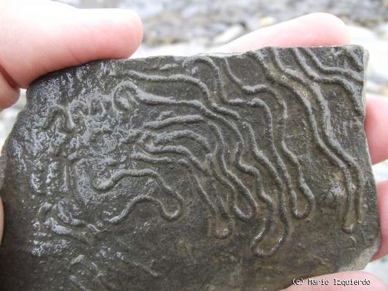 Flysch y Rasa mareal