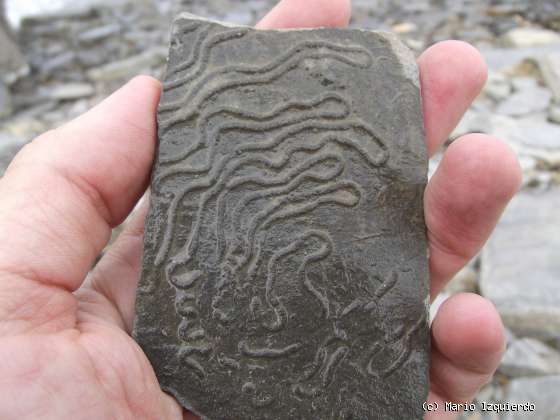 Flysch y Rasa mareal