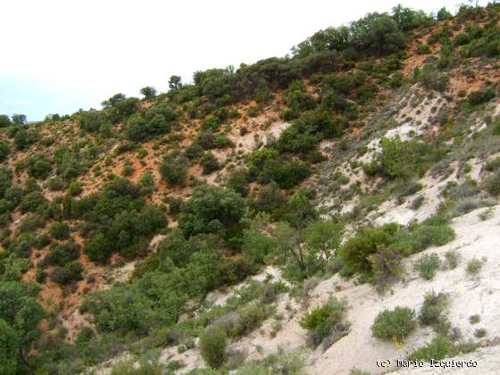 Loranca de Tajuña: Coluvion - Arcillas yesíferas blancas